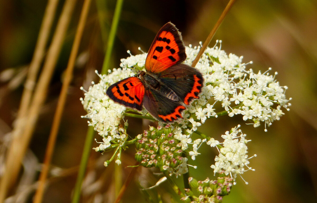 опять про бабочек...180 - Александр Прокудин опять про бабочек...180 - Александр Прокудин