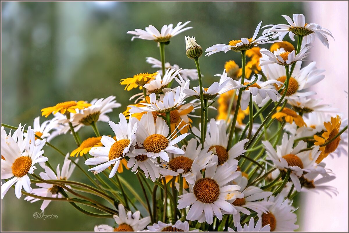 Про ромашки... - Aquarius - Сергей Про ромашки... - Aquarius - Сергей