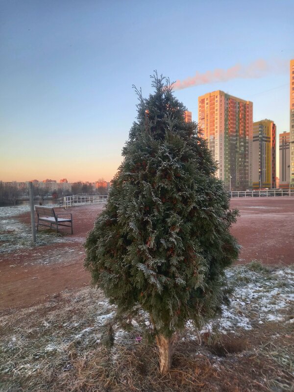 Туя - Сапсан 