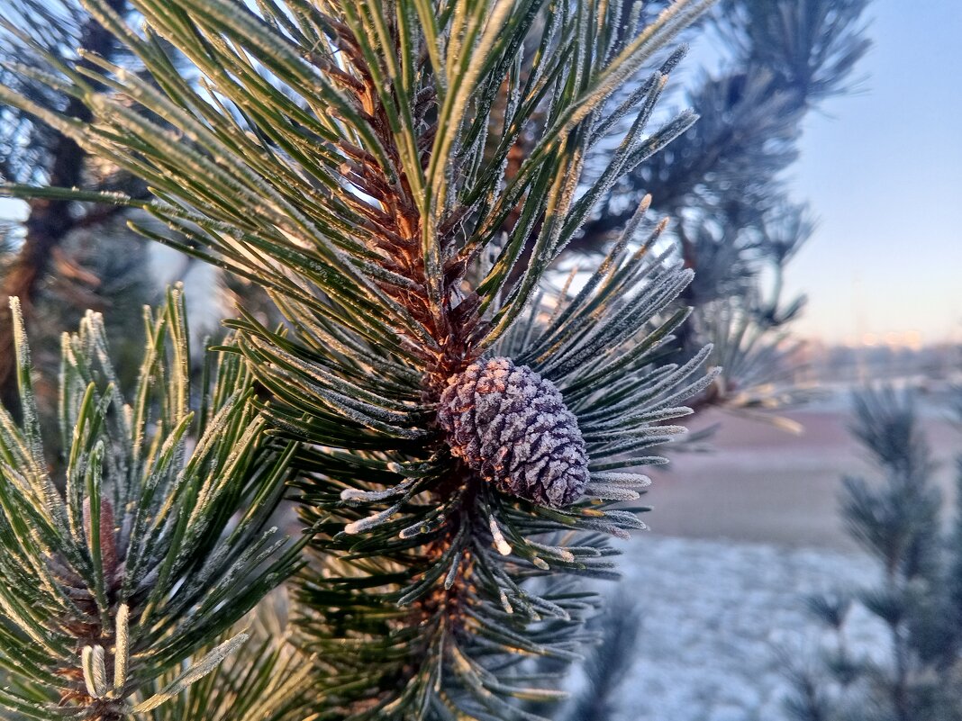 Сосна - Сапсан 