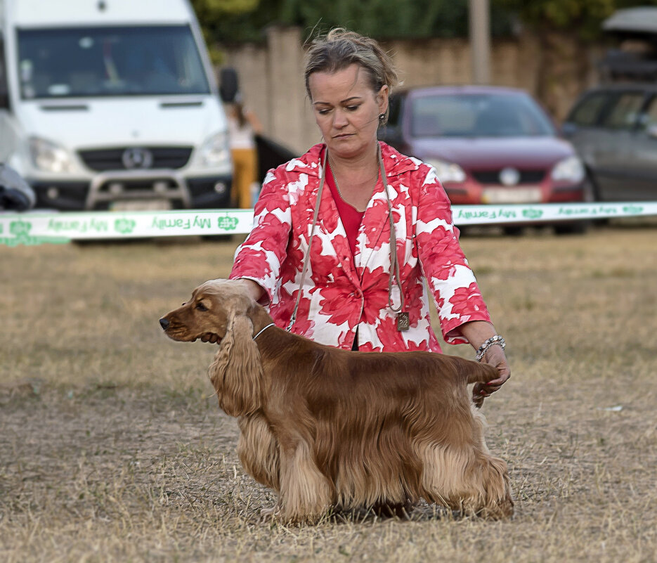 Английский кокер-спаниель - Светлана Ищенко Английский кокер-спаниель - Светлана Ищенко