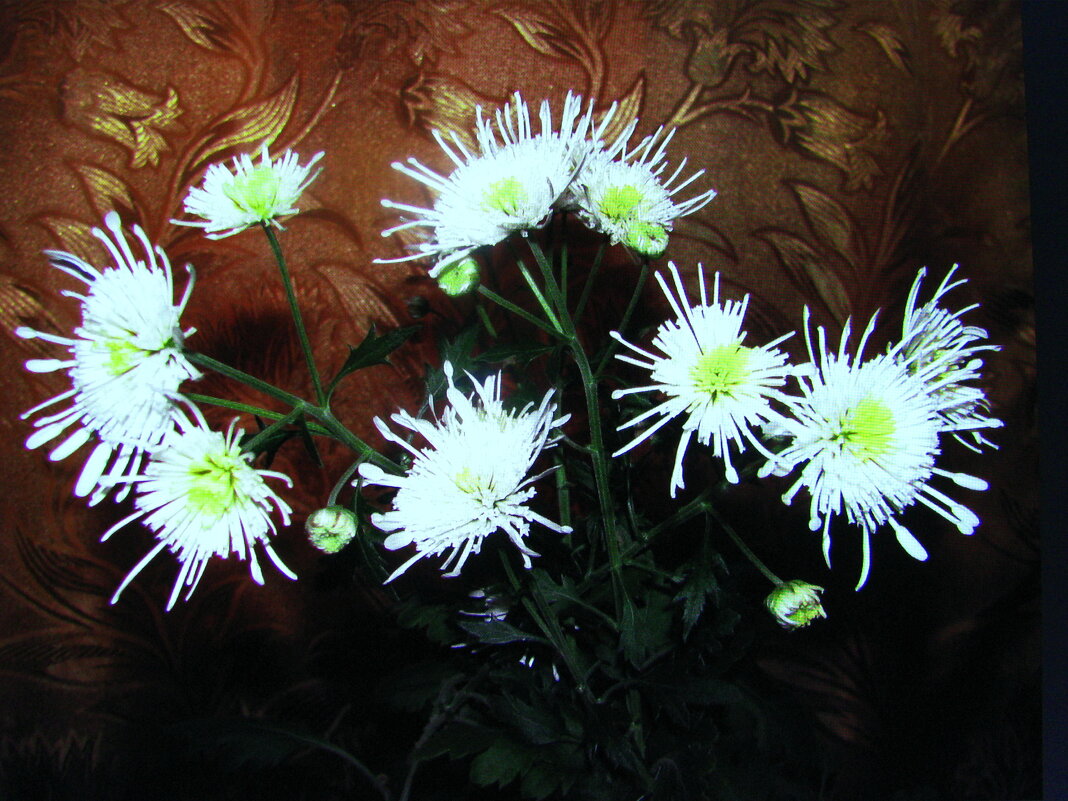 Комнатная хризантема - Людмила Смородинская Комнатная хризантема - Людмила Смородинская