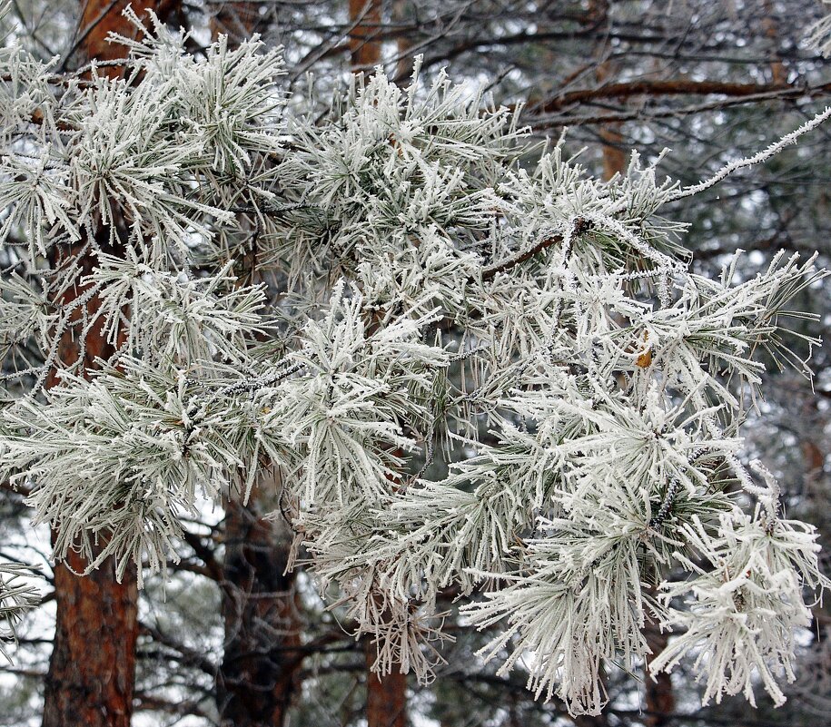 Веточка сосны - Галина Нестратова Веточка сосны - Галина Нестратова