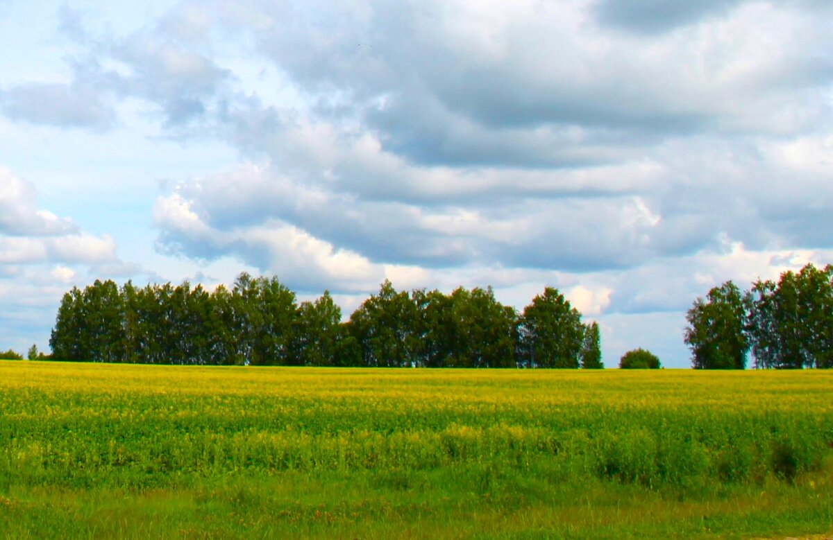 ЦВЕТУЩЕЕ ПОЛЕ РАПСА - Валентина 