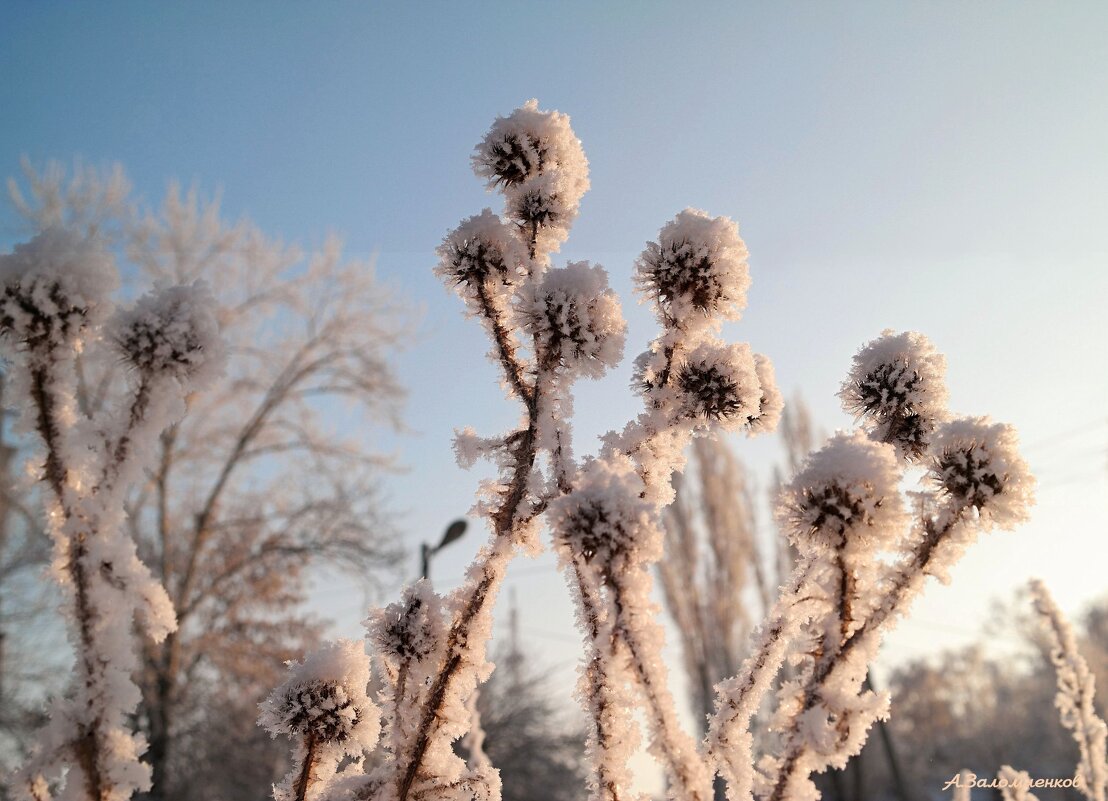 И к нам мороз пожаловал до минус 12... - Андрей Заломленков