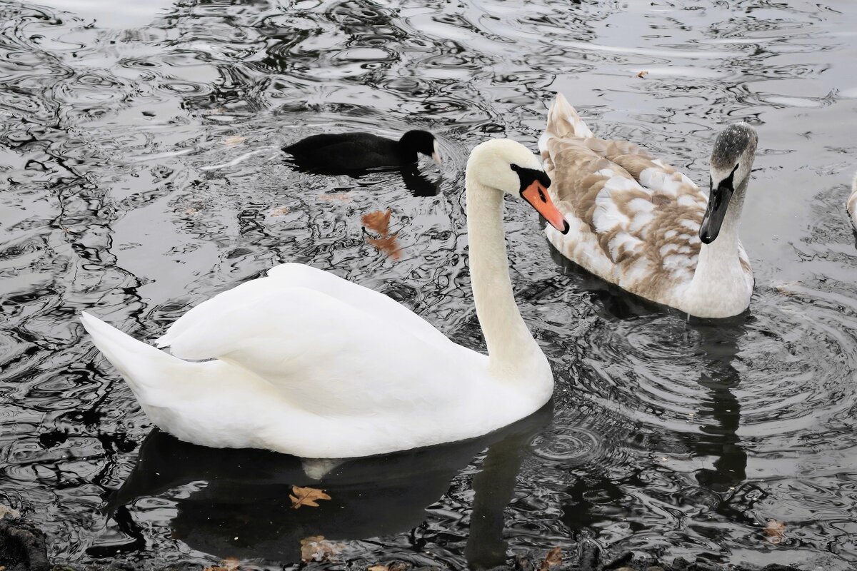 Лебеди в городском парке - Рита Симонова Лебеди в городском парке - Рита Симонова
