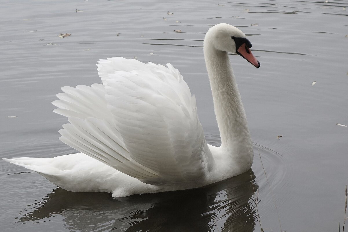 Лебеди в городском парке - Рита Симонова