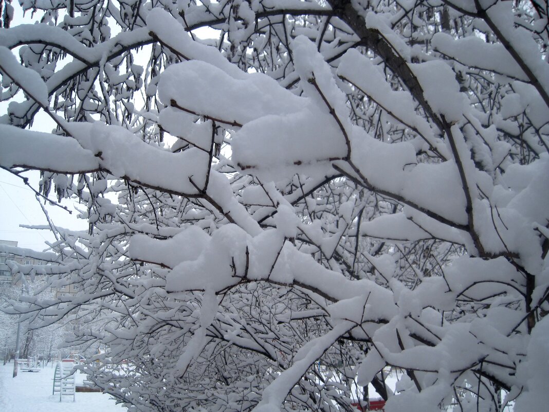 Снежной зимой - Елена Семигина