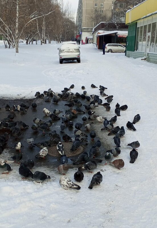 Греются и кормятся - Андрей Макурин