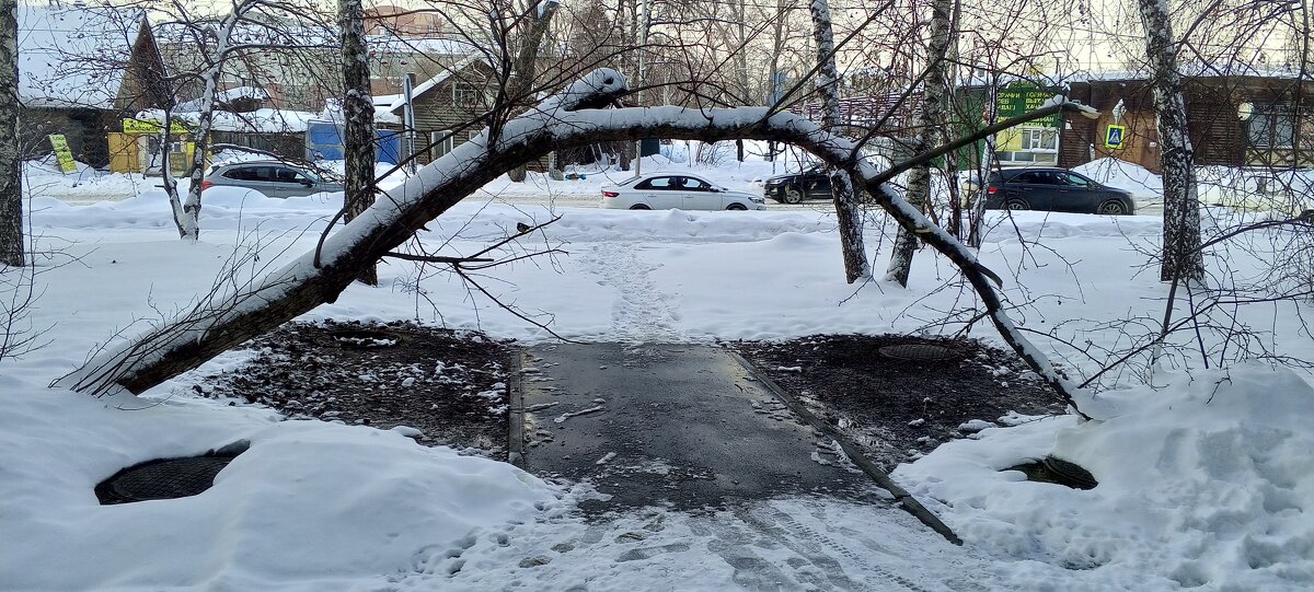 Дерево дугой через тропинку - Андрей Макурин Дерево дугой через тропинку - Андрей Макурин