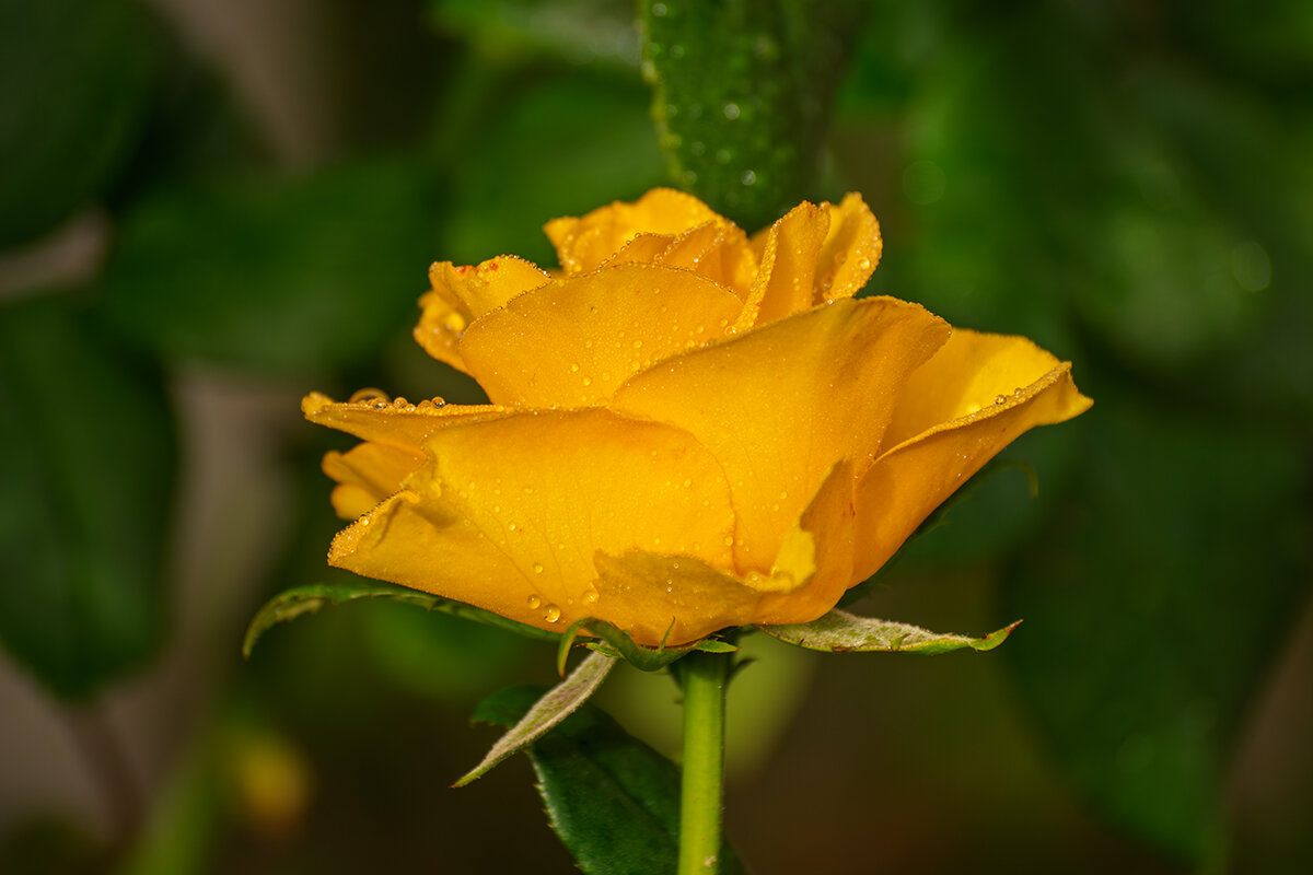 Желтая роза - Игорь Сикорский