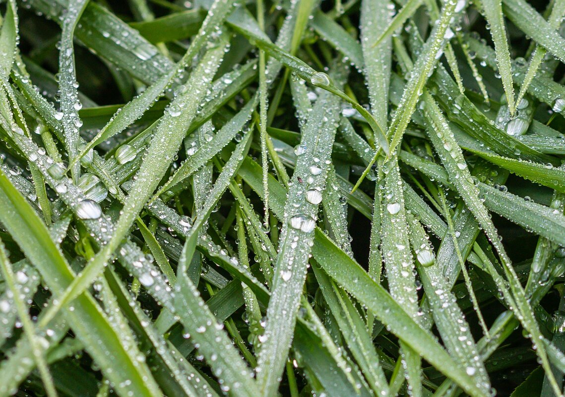 Летнее утро после дождя. г. Миасс, Машгородок. - Алексей Трухин