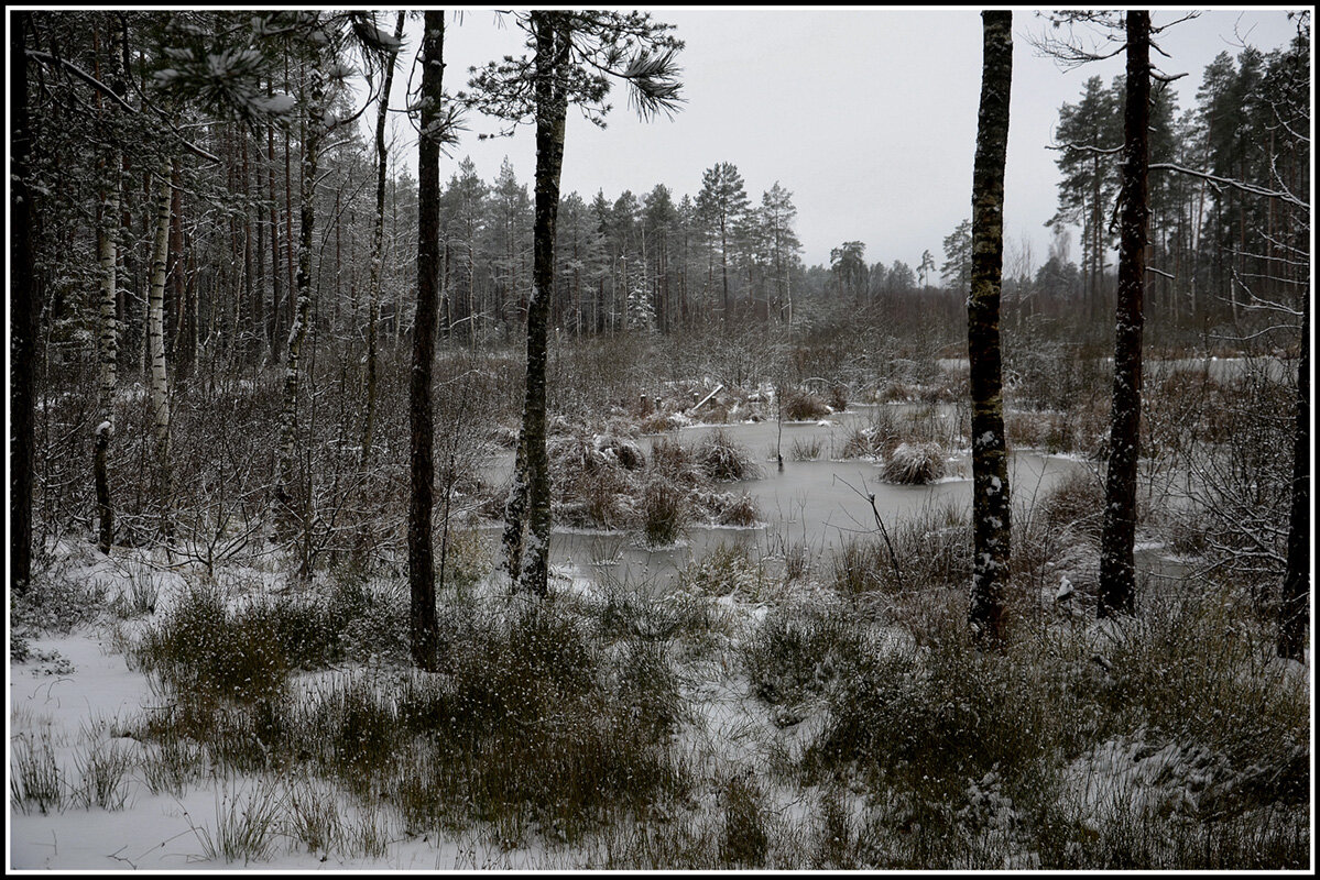 на болоте... - Aleksandr Gal