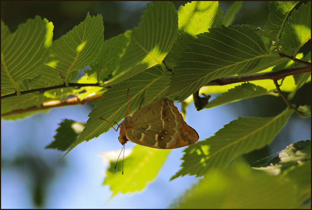 Бабочка. - Александр. AVG100 ---