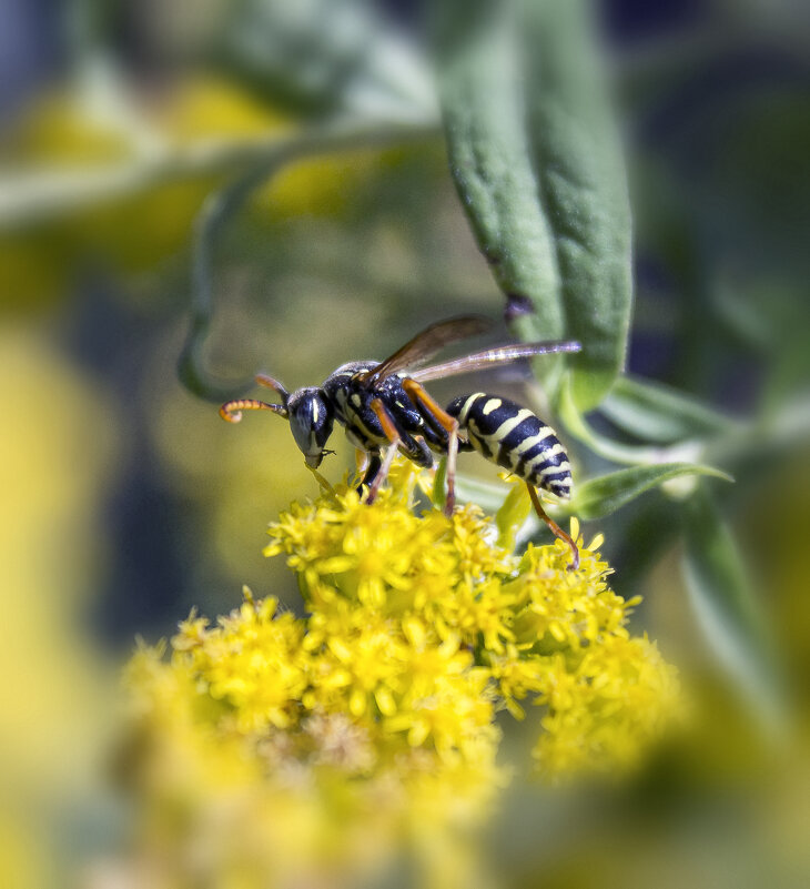 Оса. - Александр. AVG100 ---