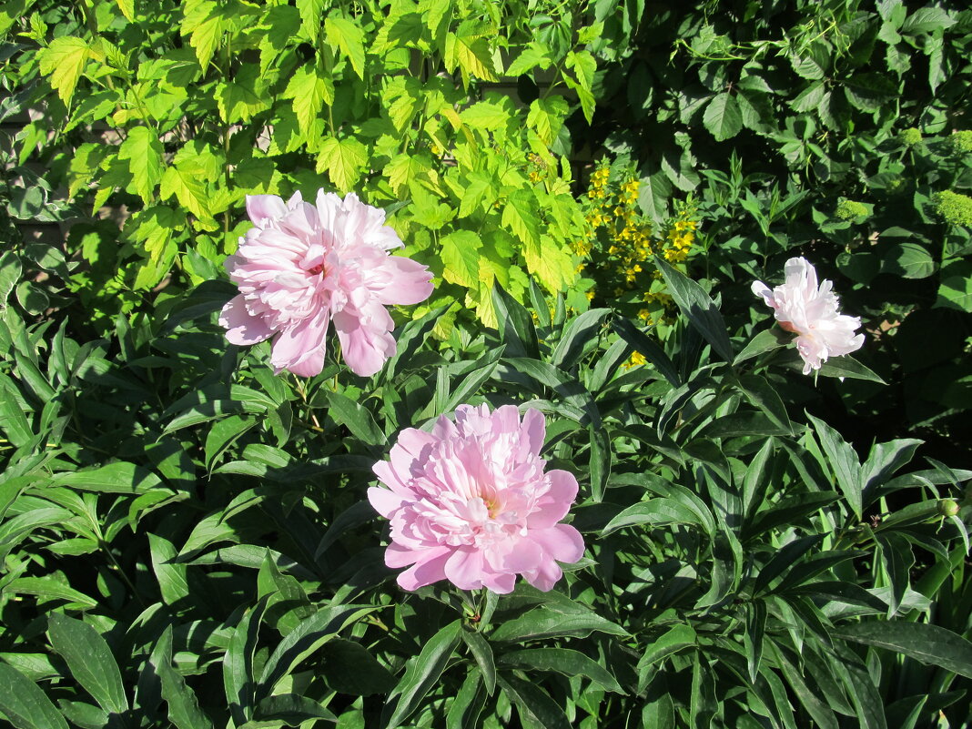 время пионов - Елена Шаламова время пионов - Елена Шаламова