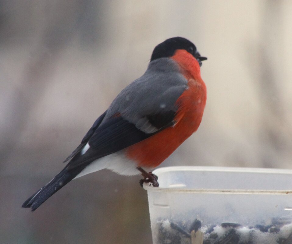 Задумчивый снегирь... - Юрий Куликов Задумчивый снегирь... - Юрий Куликов