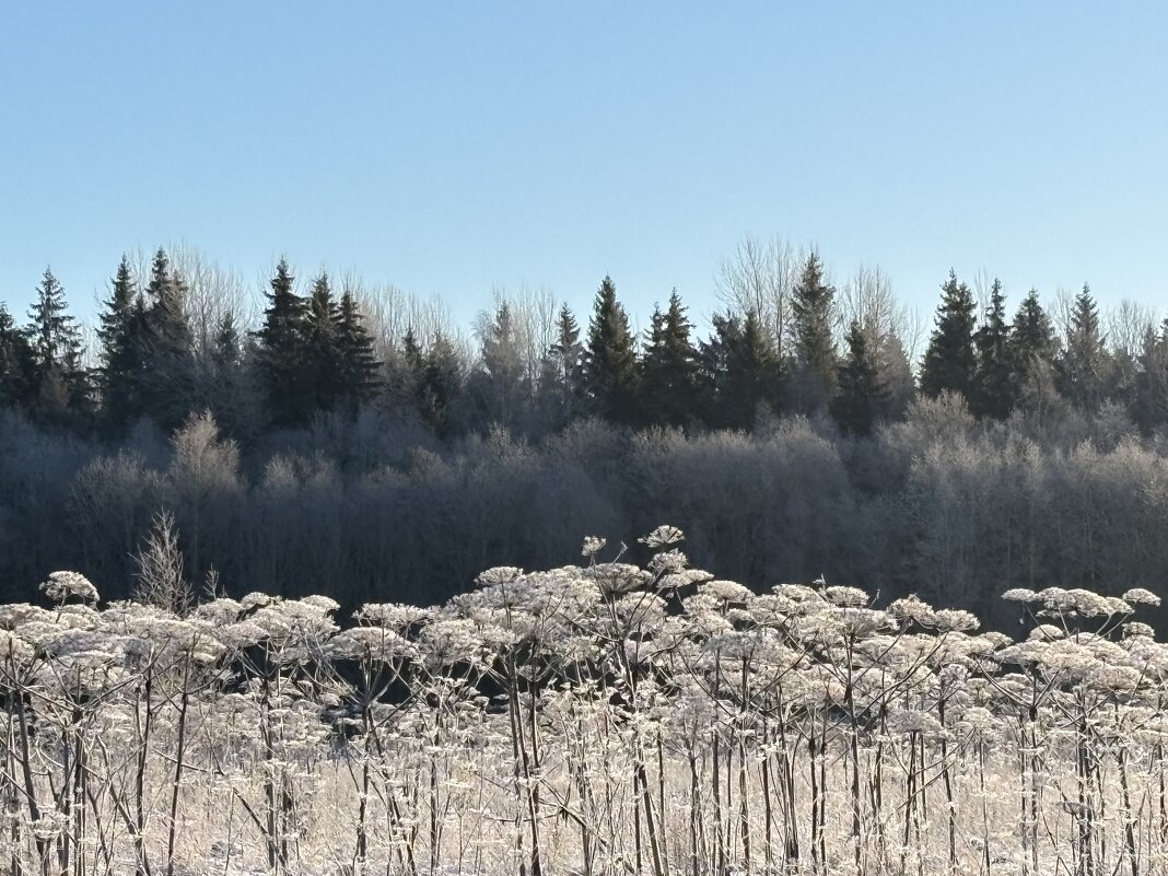Опушка - Ольга Савельева 