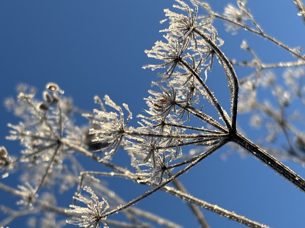 В инее - Ольга Савельева В инее - Ольга Савельева