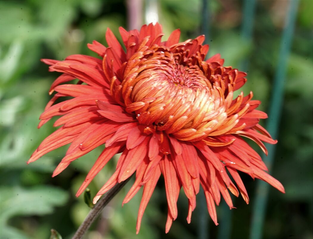 Из Никитского сада - Татьяна Тюменка Из Никитского сада - Татьяна Тюменка