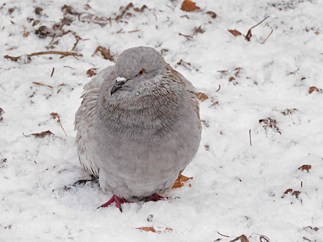 Зябко - Лина 
