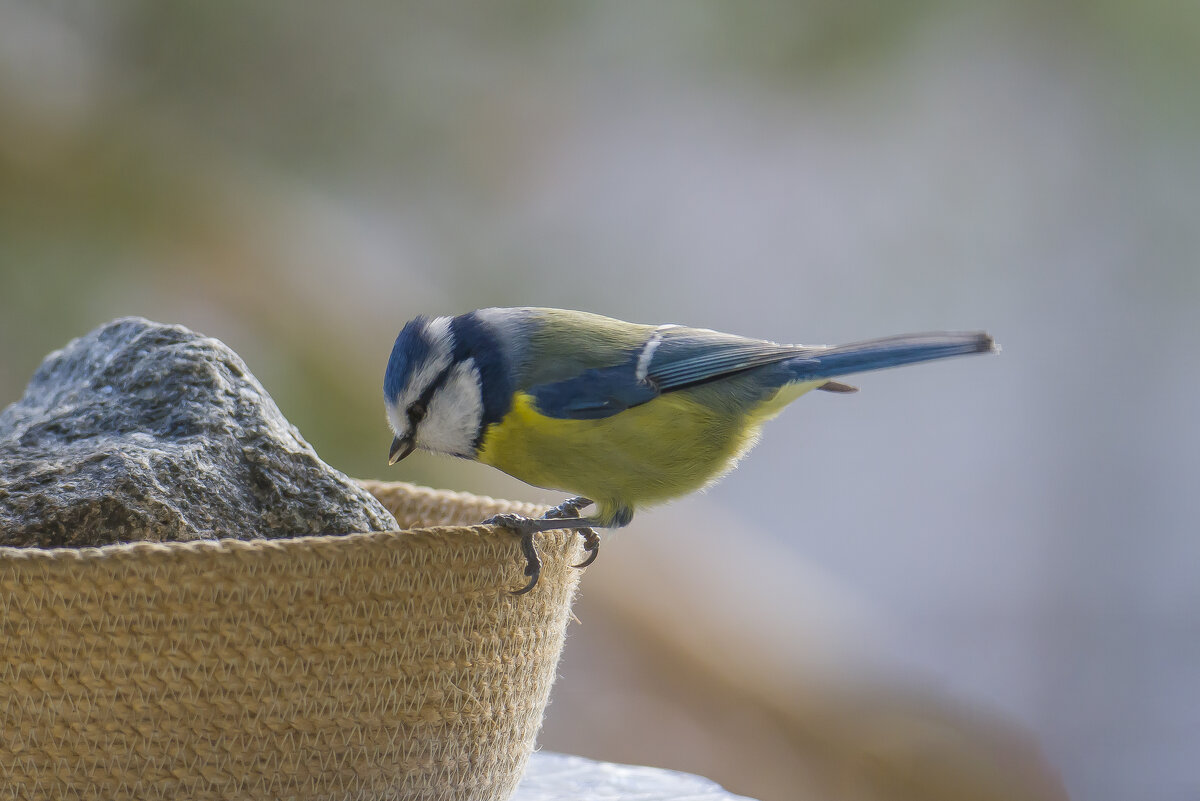 Лазоревка в гостях... - Sergey (Apg) Лазоревка в гостях... - Sergey (Apg)