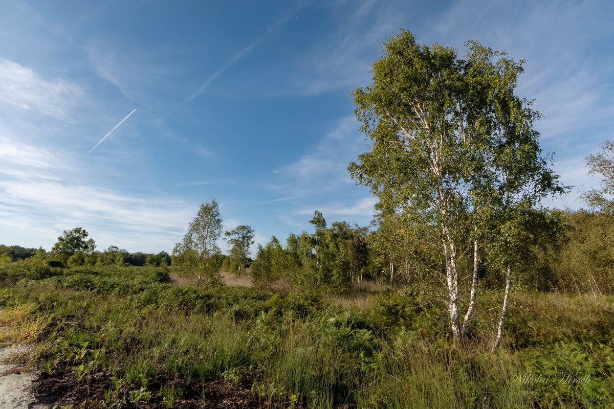 На высохшем болоте... - Николай Гирш