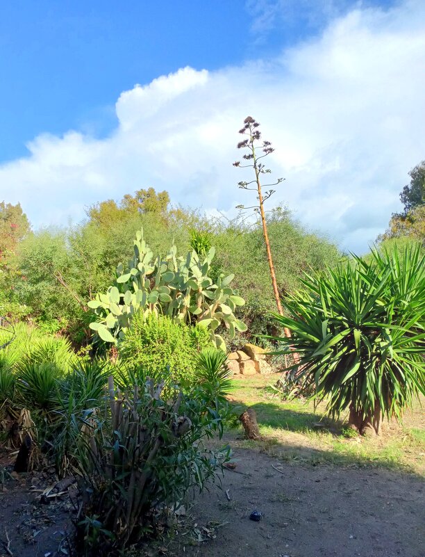 Природа Туниса - Елена 