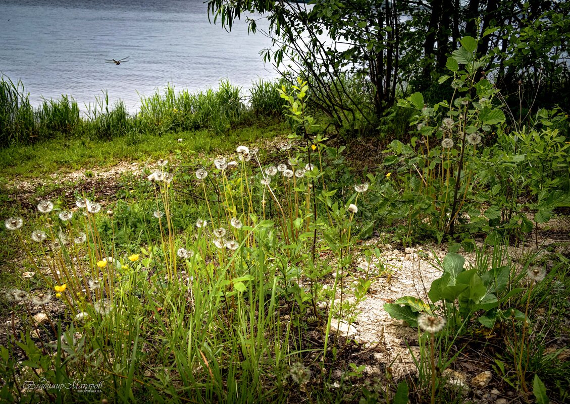 "Начало лета. Одуванчики и стрекоза"© - Владимир Макаров "Начало лета. Одуванчики и стрекоза"© - Владимир Макаров