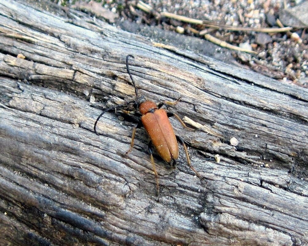 Кто такой усатый? - Ирина *** Кто такой усатый? - Ирина ***