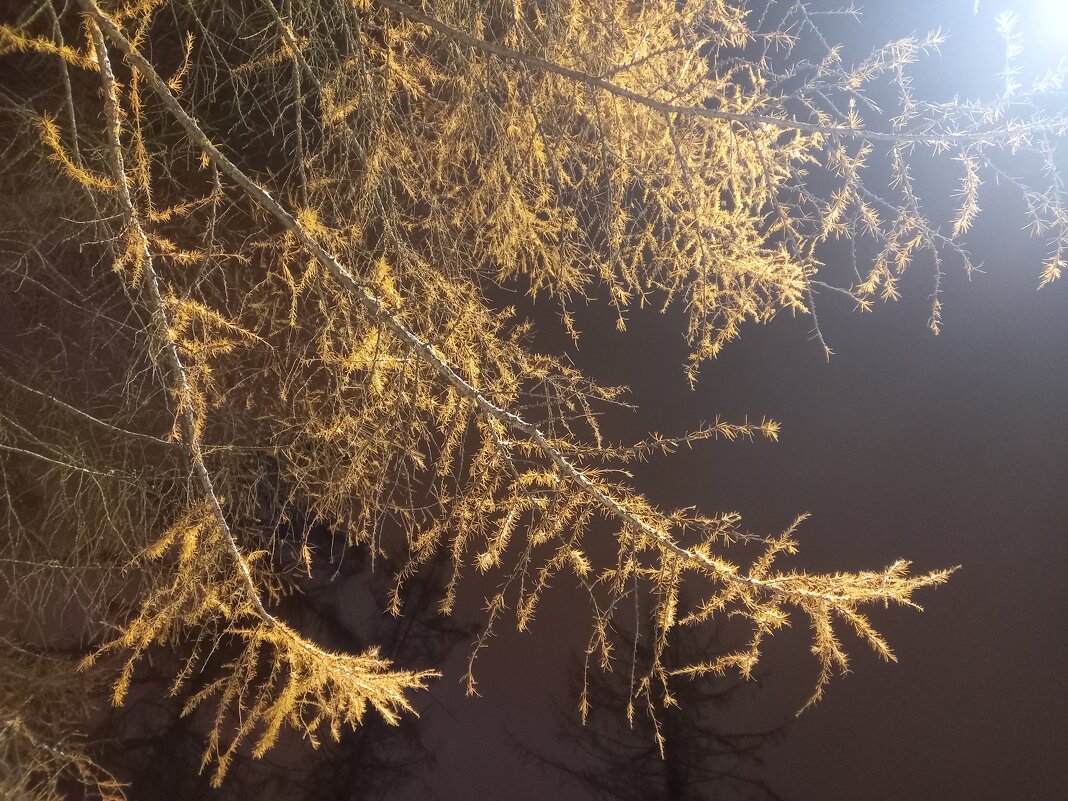 Лиственнница - Сапсан 