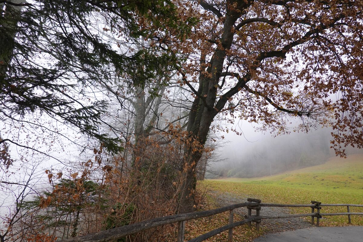 декабрьский туман... - Галина декабрьский туман... - Галина