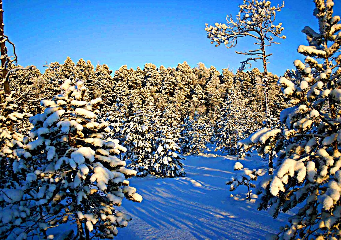 Морозная сказка зимнего леса! - Владимир Морозная сказка зимнего леса! - Владимир