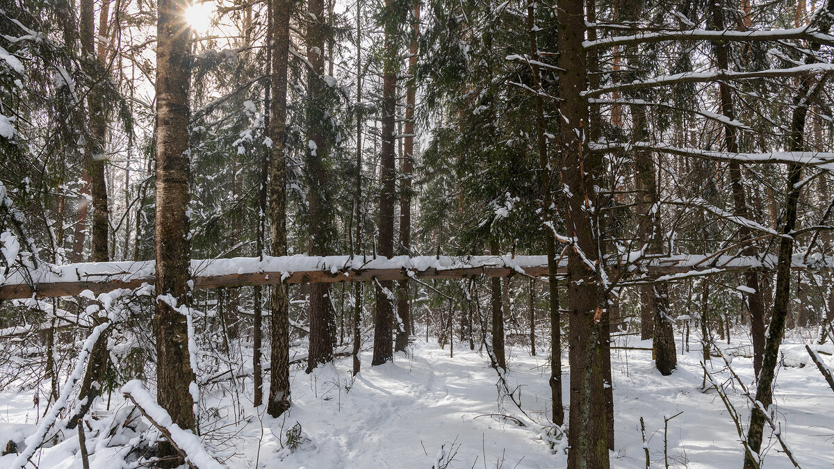 Зимний лес - Владимир Лазарев Зимний лес - Владимир Лазарев