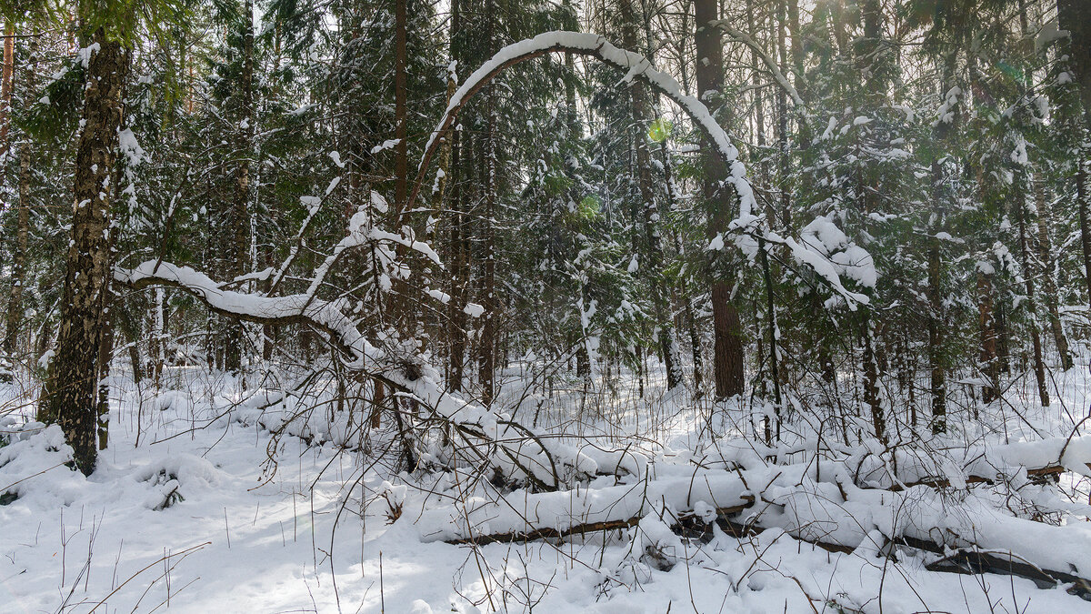 Зимний лес - Владимир Лазарев Зимний лес - Владимир Лазарев
