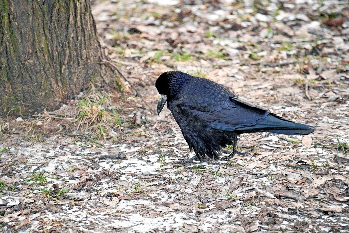Печальный грач - Валерий Иванович Печальный грач - Валерий Иванович