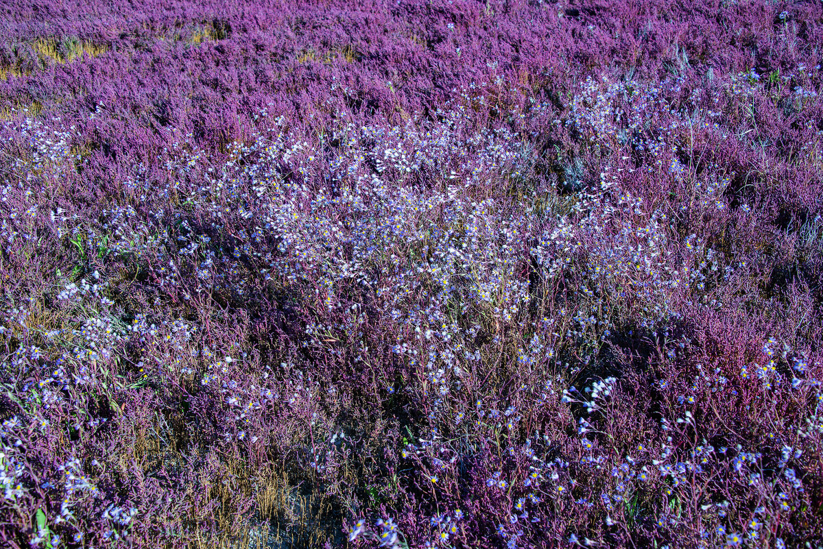 Заросли - Анатолий Чикчирный