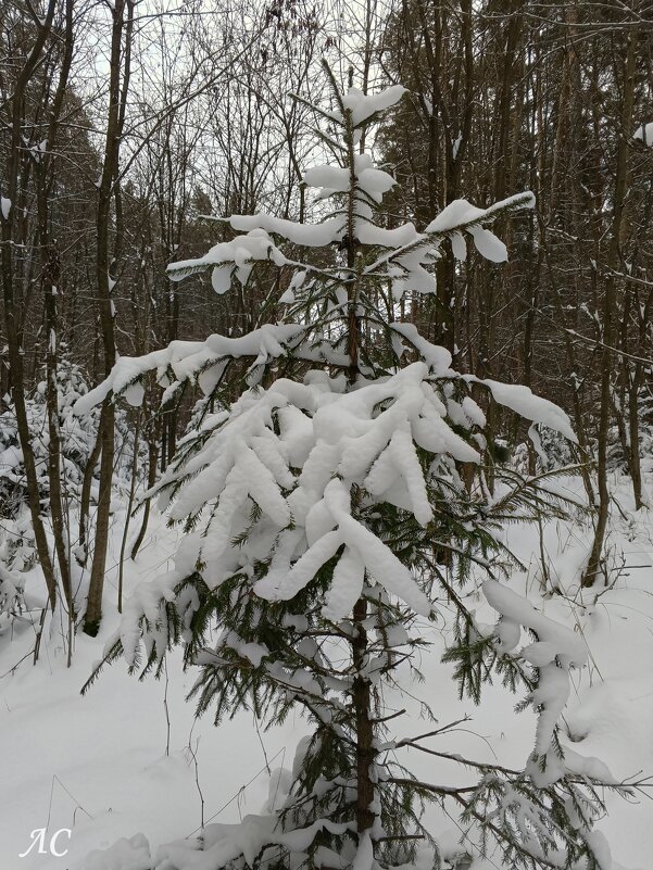 В зимней шубке - Любовь Сахарова