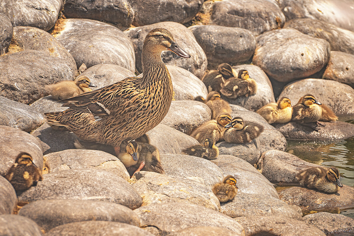 Тихий час - Svetlana Galvez Тихий час - Svetlana Galvez