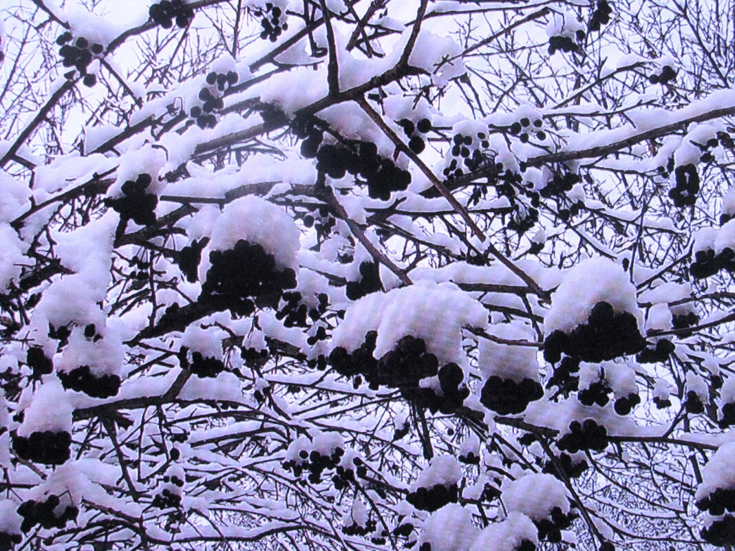 Всё украсил снег - Людмила Смородинская