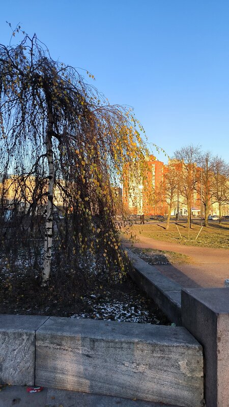 Декабрьское солнце. - Ольга 