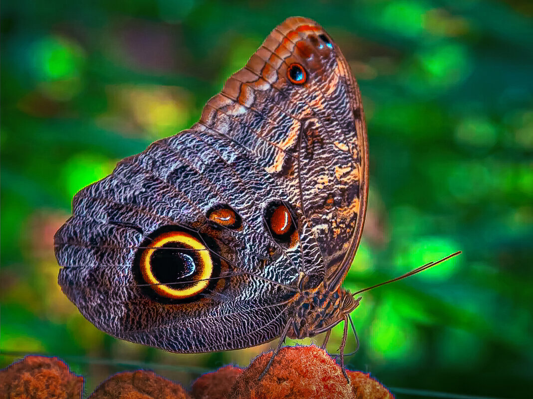 Бабочка калиго, или бабочка-сова - Aleksey Afonin