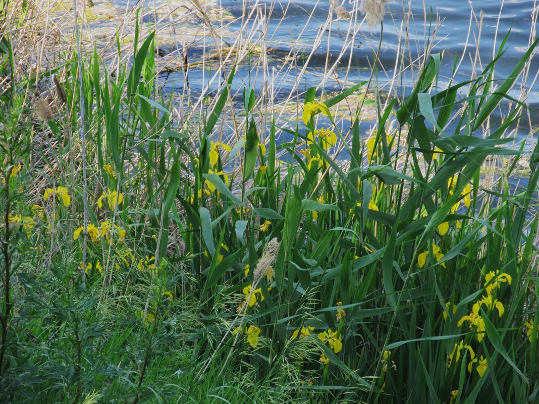 июнь - Елена Шаламова