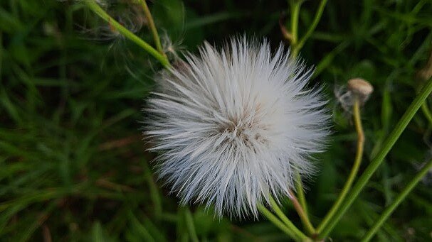 пушистик - Елена Шаламова