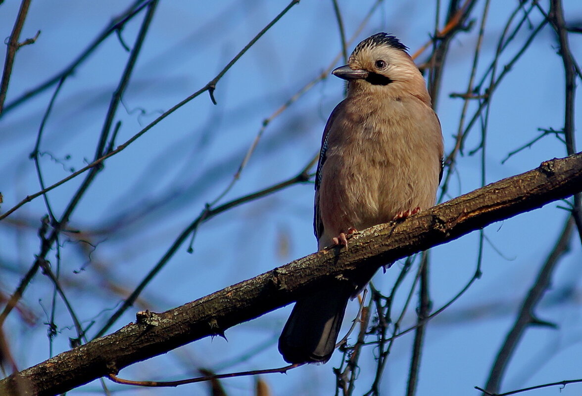 Сойка... - Николай Саржанов