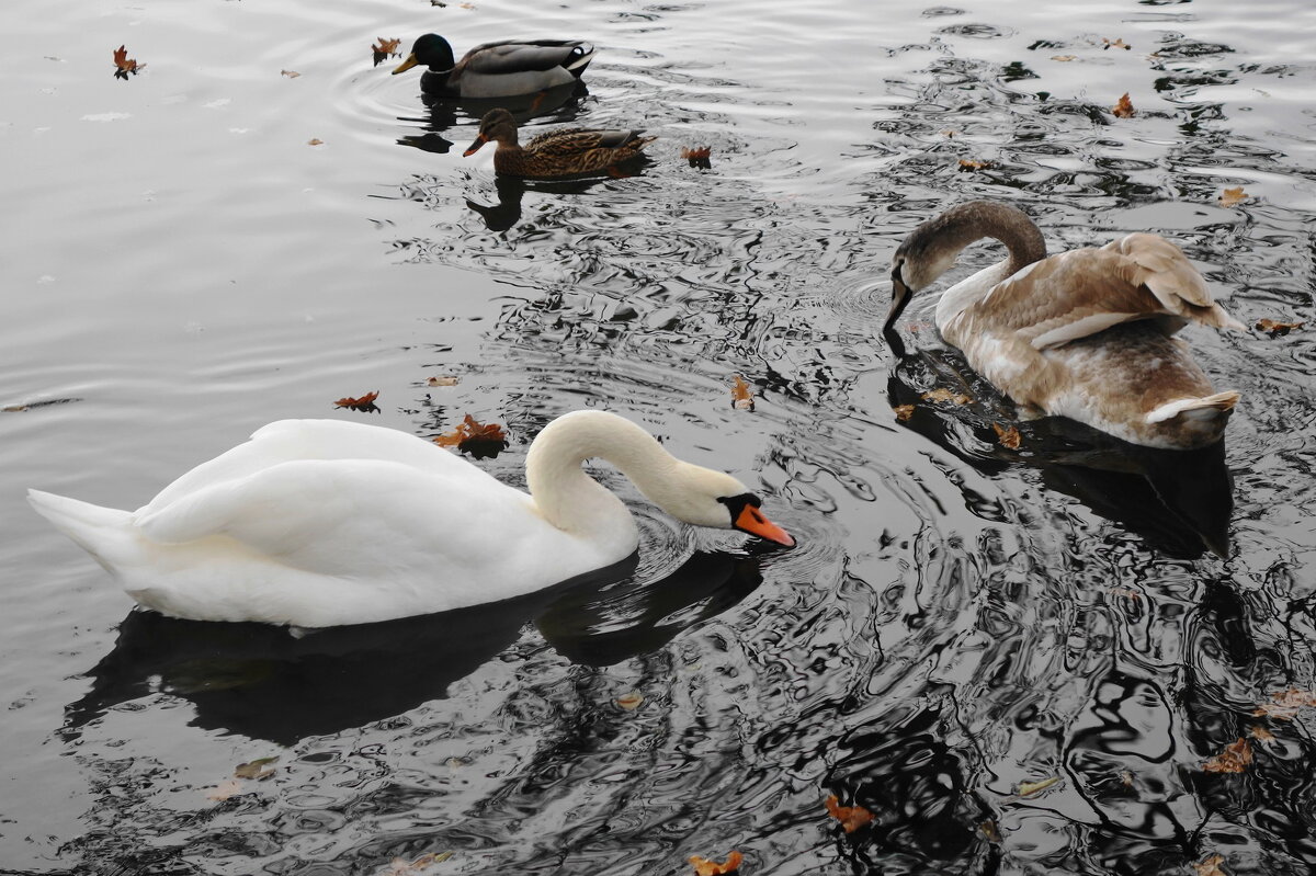 Лебеди в городском парке - Рита Симонова