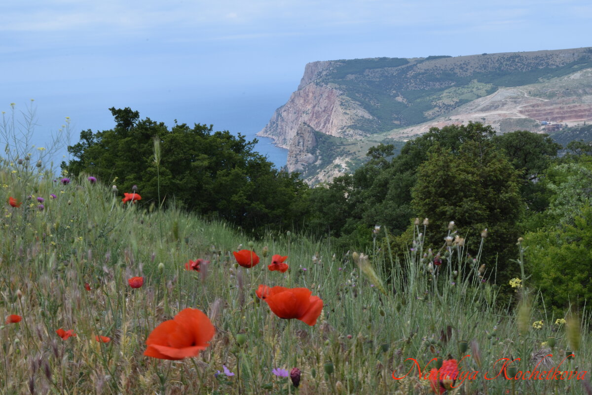 Природа Крыма - Amazing Cosmea Природа Крыма - Amazing Cosmea