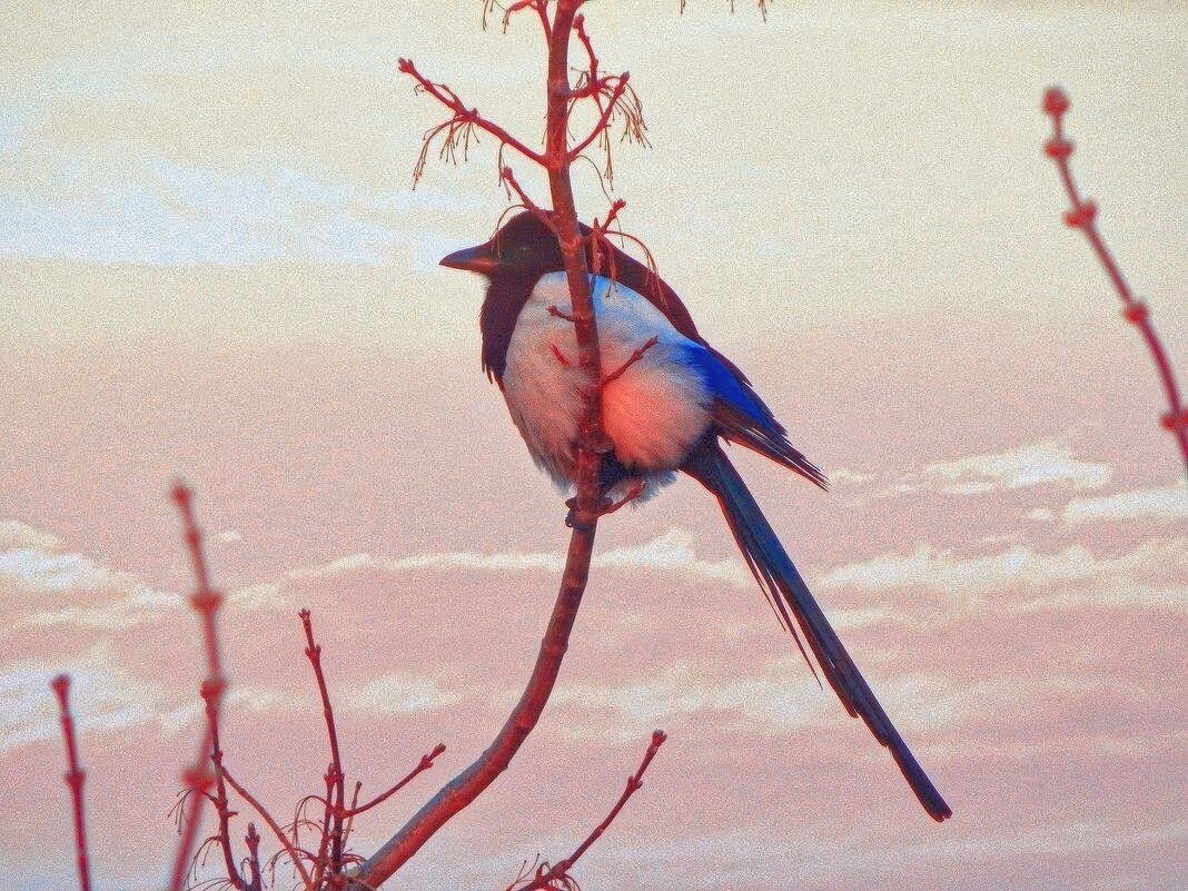 Розовый сон на рассвете о ...  лете! - Елена Хайдукова  ( Elena Fly )