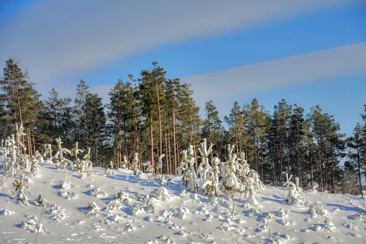 Долгожданный снег - Наталья Димова Долгожданный снег - Наталья Димова