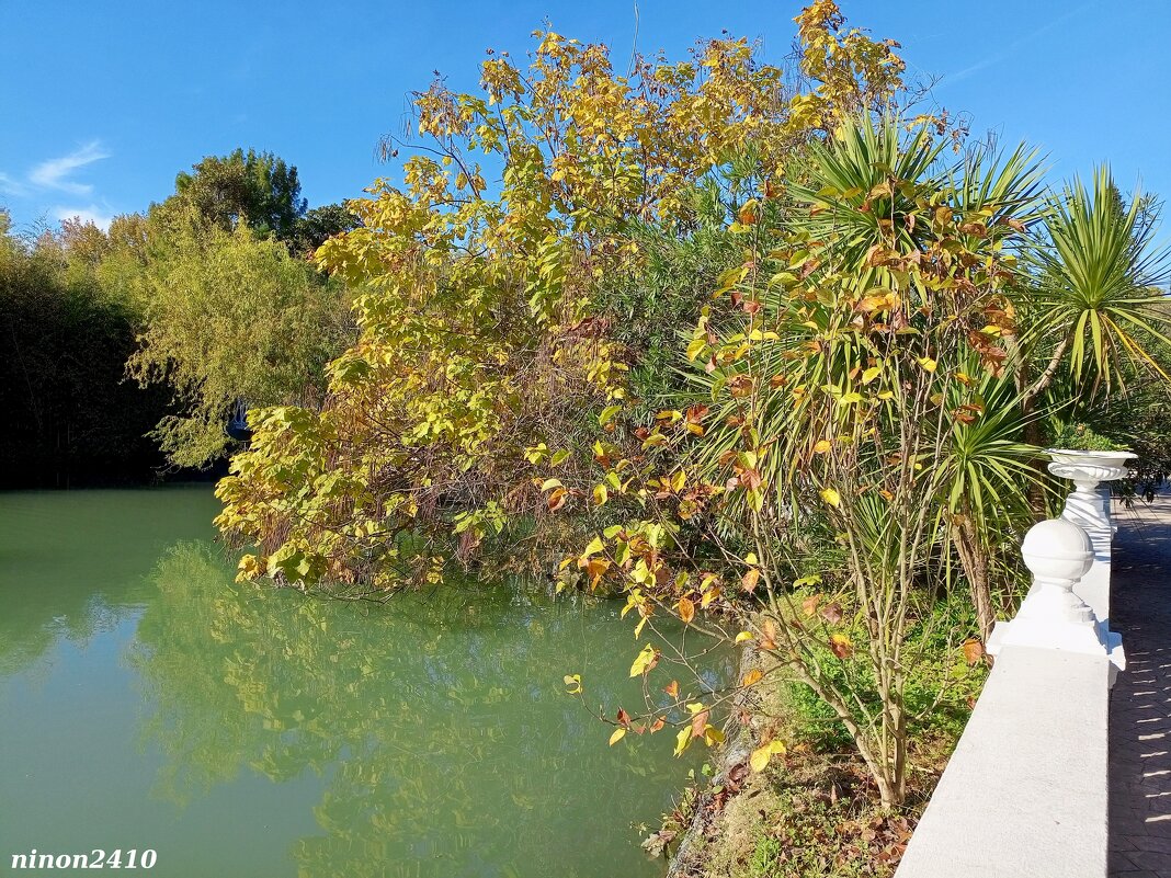 Адлер. Дендропарк "Южные культуры" - Нина Бутко Адлер. Дендропарк "Южные культуры" - Нина Бутко
